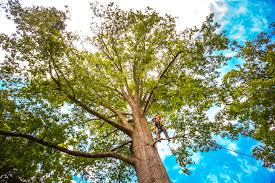 Professional Tree Removal in Pinardville, NH