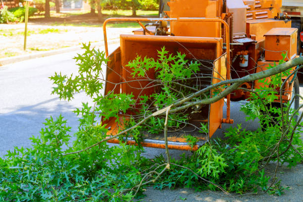 Best Tree Mulching  in Pinardville, NH