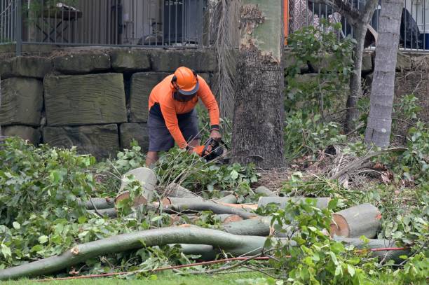 Best Tree Removal  in Pinardville, NH