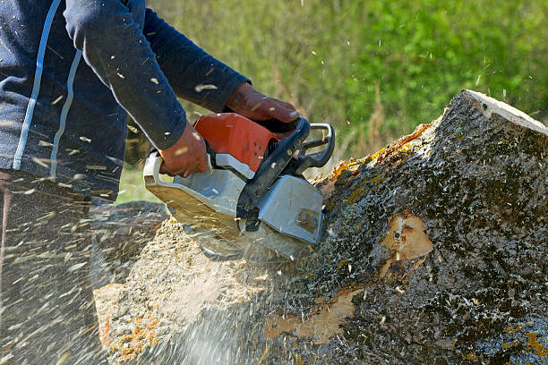 Best Tree Disease Treatment  in Pinardville, NH